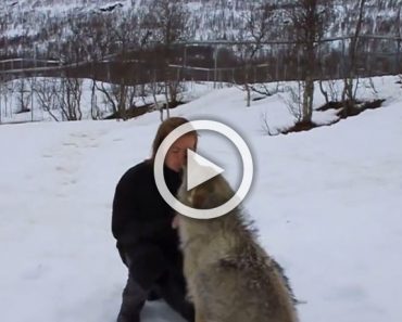 Un enorme lobo se pone frente a ella, ahora mirad lo que sucede cuando hacen contacto visual