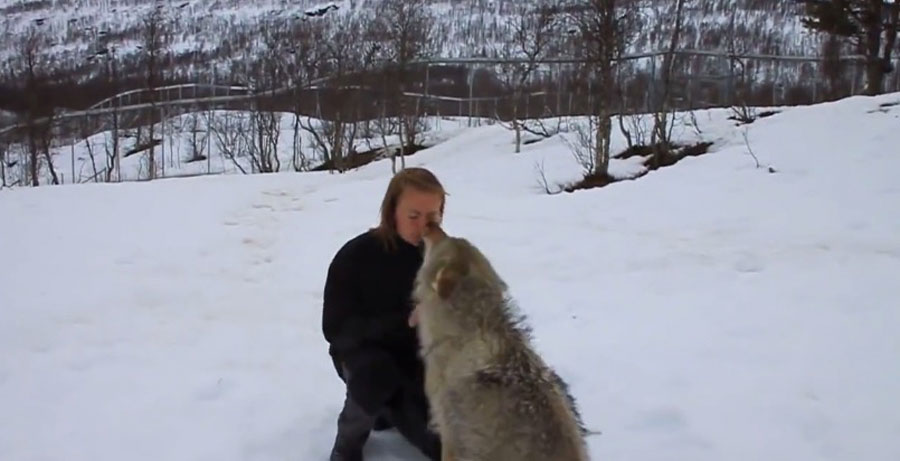 Un enorme lobo se pone frente a ella, ahora mirad lo que sucede cuando hacen contacto visual