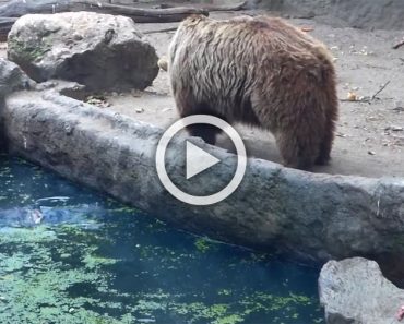 Sucedió en un zoo de Budapest. Este oso hizo algo con un cuervo que dio la vuelta al mundo...