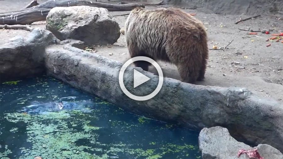 Sucedió en un zoo de Budapest. Este oso hizo algo con un cuervo que dio la vuelta al mundo...