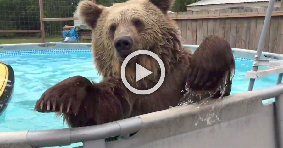 Este enorme oso descubre por primera vez una piscina. ¿Su reacción? ¡Divertidísimo!