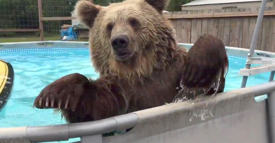 Este enorme oso descubre por primera vez una piscina. ¿Su reacción? ¡Divertidísimo!