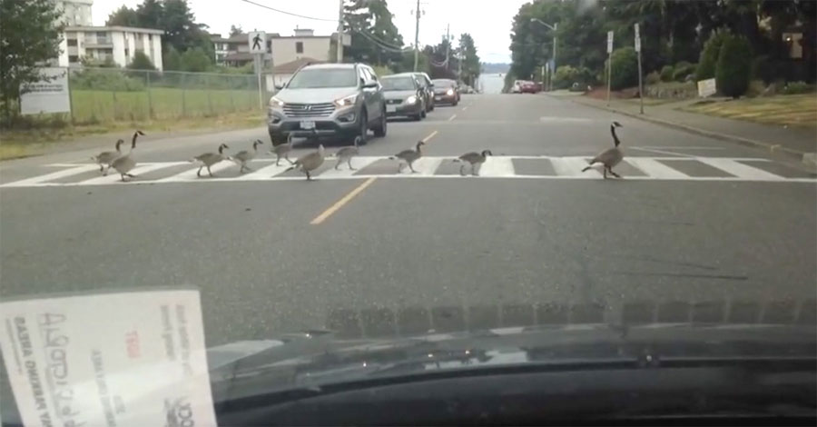 18 patos cruzan la carretera. Ahora mira con detenimiento sus pequeñas patas... 1