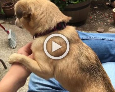 Hay perros que demandan la atención del dueño y luego está la perrita Penny... 5 Hay perros que demandan la atención del dueño y luego está la perrita Penny...