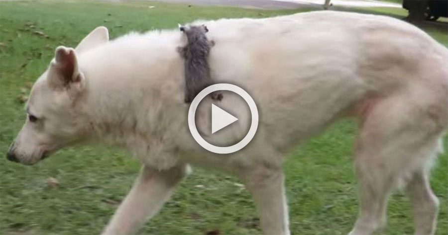 Un perro adopta a un recién nacido abandonado poco probable. Míralos dos años más tarde ... 2 Un perro adopta a recién nacido abandonado poco probable. Míralos dos años más tarde ...