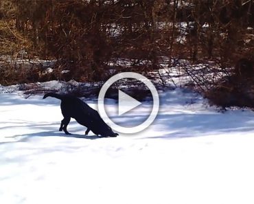 Estaban disfrutando de un día de nieve cuando vieron a su perro haciendo esto, ¡¿QUÉ?!