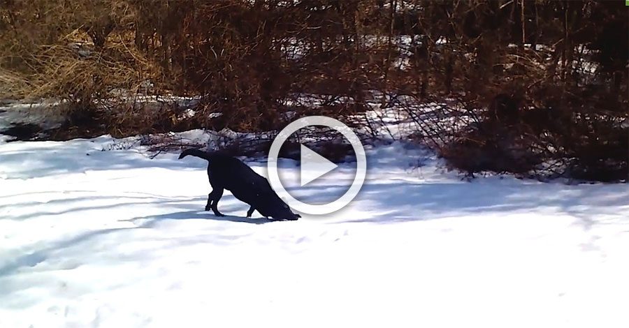 Estaban disfrutando de un día de nieve cuando vieron a su perro haciendo esto, ¡¿QUÉ?!