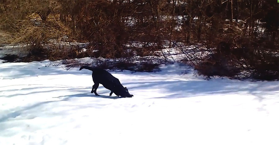 Estaban disfrutando de un día de nieve cuando vieron a su perro haciendo esto, ¡¿QUÉ?!