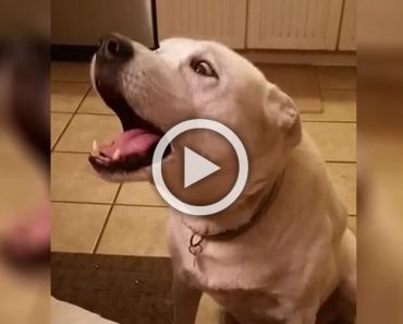 Le dice a su perro que diga 'hola' ... Atención a lo que sale de la boca del perro 6 Le dice a su perro que diga 'hola' ... Atención a lo que sale de la boca del perro