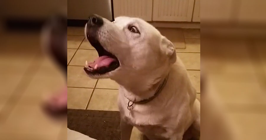 Le dice a su perro que diga 'hola' ... Atención a lo que sale de la boca del perro 1