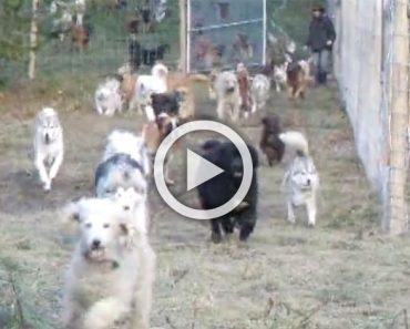 Un hombre ha rescatado a 45 perros. Este es el momento en el que deja que corran libres... 8 Un hombre ha rescatado a 45 perros. Este es el momento en el que deja que corran libres...