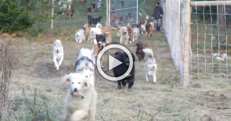 Un hombre ha rescatado a 45 perros. Este es el momento en el que deja que corran libres...
