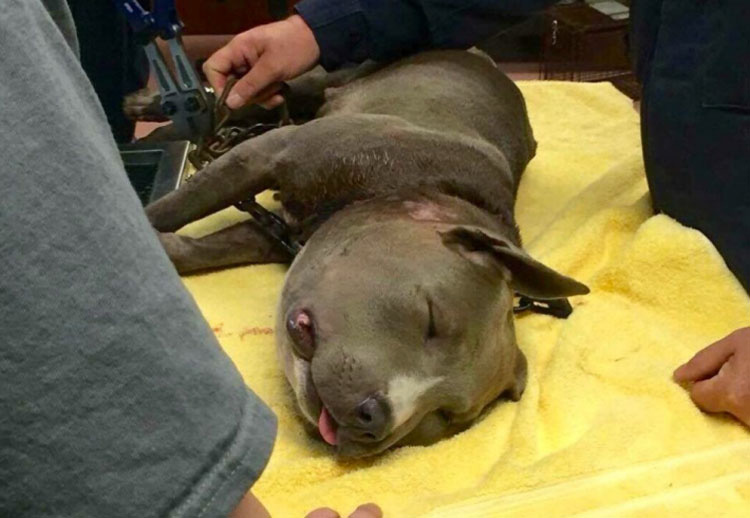 El aspecto de este perro sorprende al equipo de rescate. Luego ven lo que tiene en el cuello...