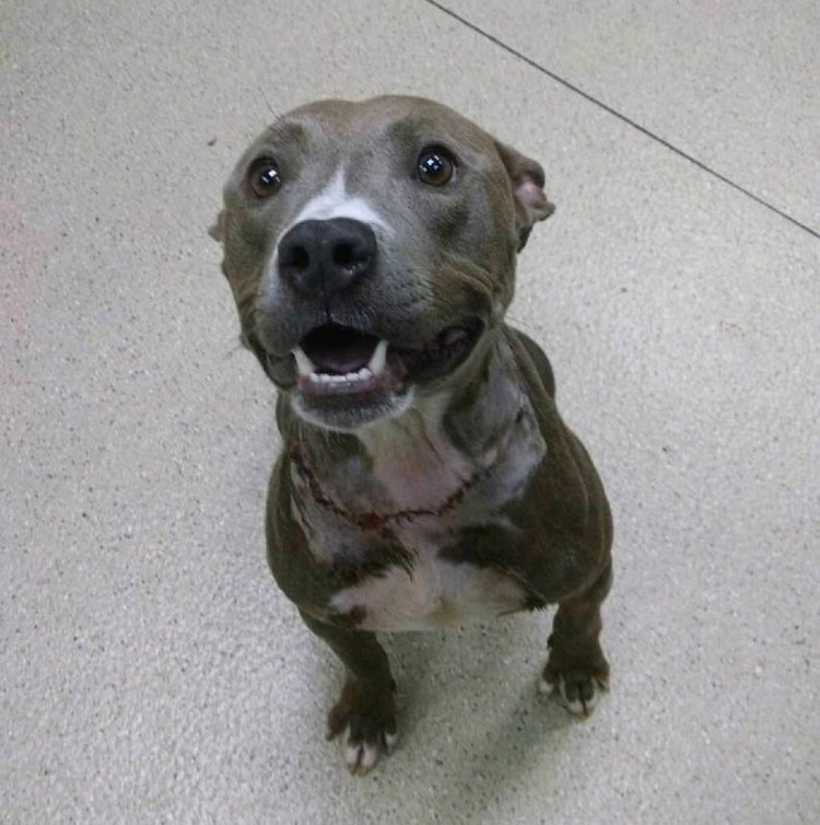 El aspecto de este perro sorprende al equipo de rescate. Luego ven lo que tiene en el cuello...