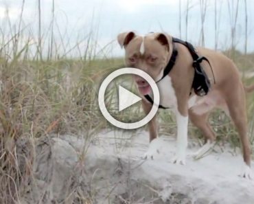 Pitbull rescatado hace su primer paseo por una playa. ¡En el 2:04 te partes de risa!