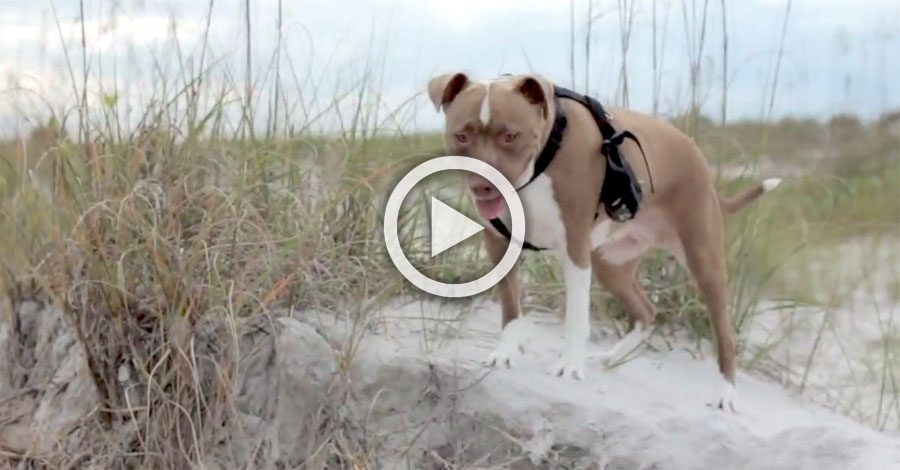 Pitbull rescatado hace su primer paseo por una playa. ¡En el 2:04 te partes de risa!