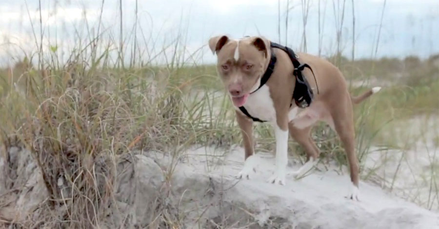 Pitbull rescatado hace su primer paseo por una playa. ¡En el 2:04 te partes de risa!