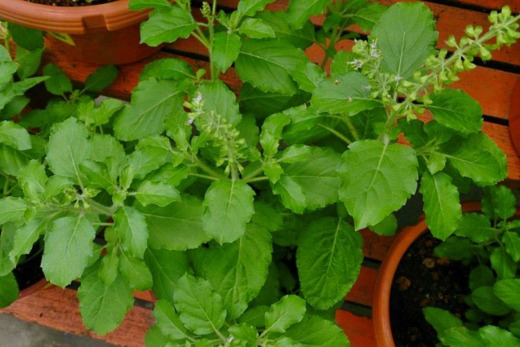 How to get rid of mosquitoes naturally by having one of these 7 plants