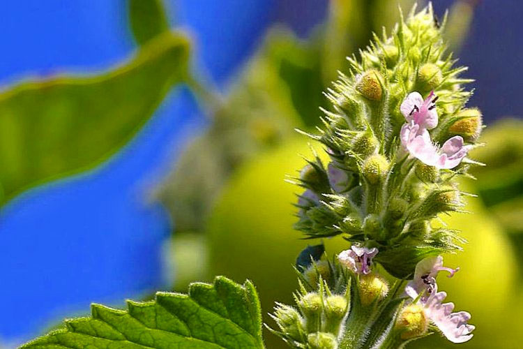 How to get rid of mosquitoes naturally by having one of these 7 plants