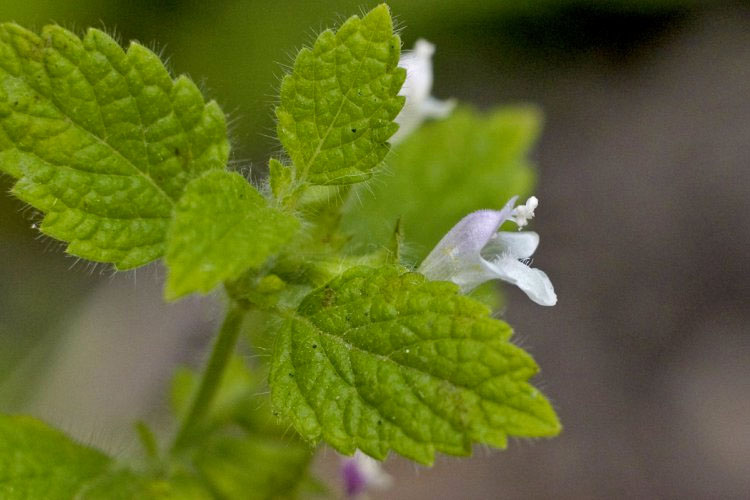 Cómo deshacerse de los mosquitos de forma natural teniendo una de estas 7 plantas