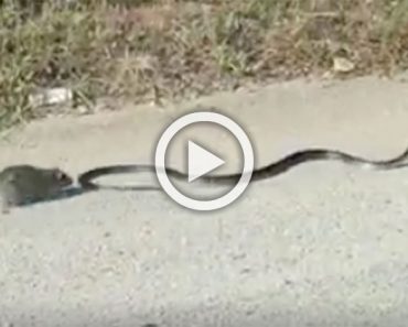 Capturan a una rata luchando por su cría, que ha sido capturada por una serpiente, ¡Increíble!