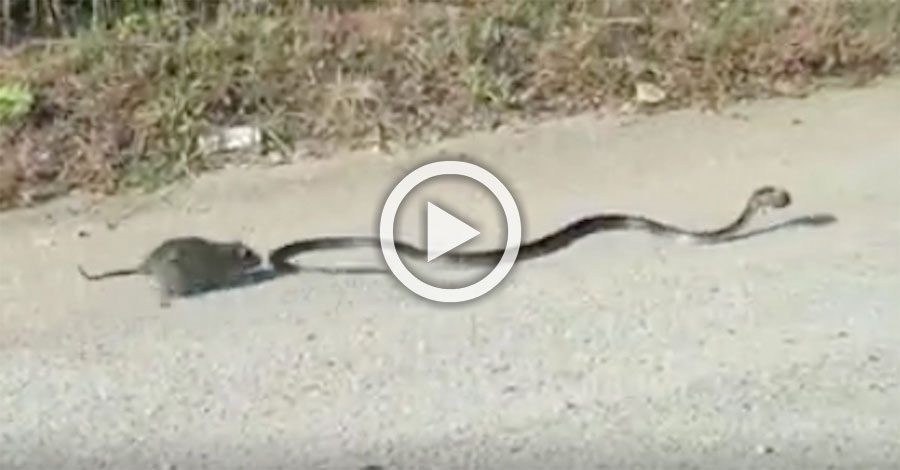 Capturan a una rata luchando por su cría, que ha sido capturada por una serpiente, ¡Increíble!