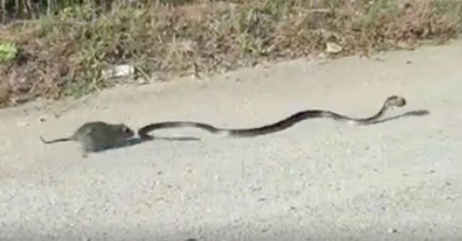 Capturan a una rata luchando por su cría, que ha sido capturada por una serpiente, ¡Increíble!