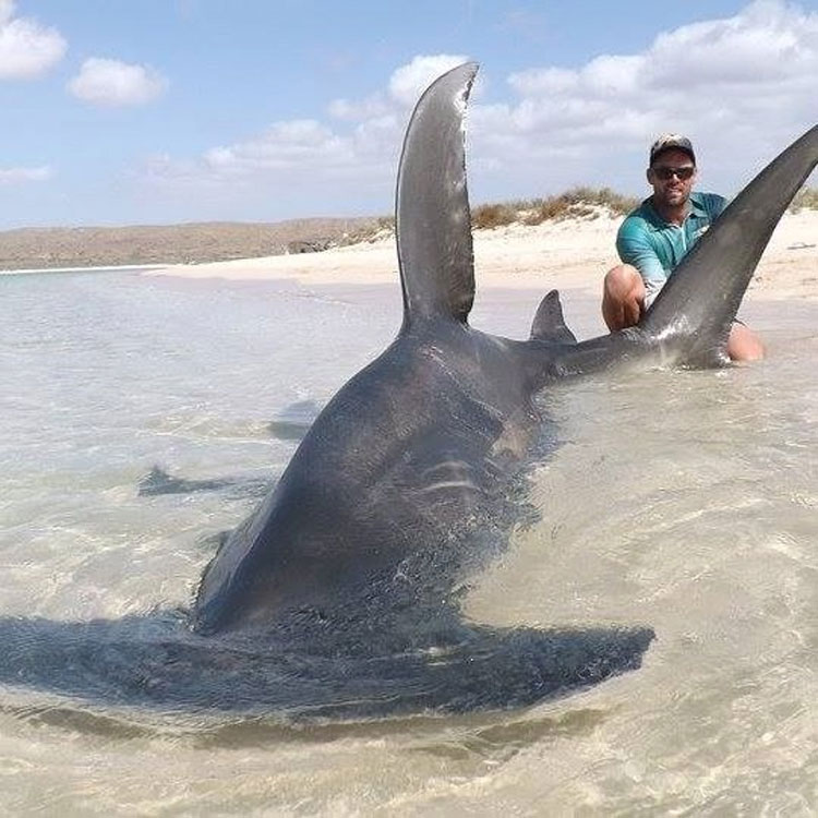 Arrastró a 10 tiburones fuera del océano sólo para hacerse selfies con ellos 2