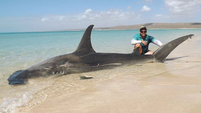 Arrastró a 10 tiburones fuera del océano sólo para hacerse selfies con ellos 6