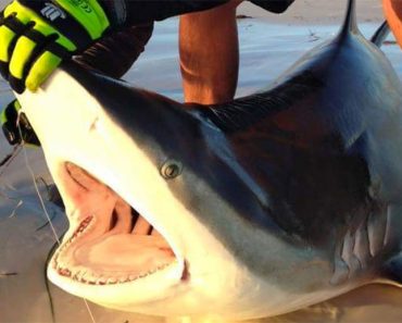 Arrastró a 10 tiburones fuera del océano sólo para hacerse selfies con ellos