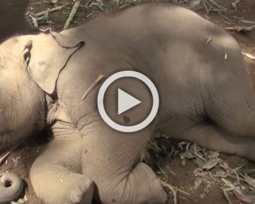 Bebé elefante se dispone para una siesta. Atención a lo que hace su mamá cuando lo ve ...