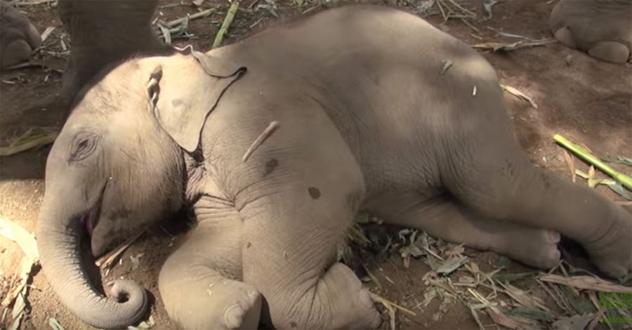 Bebé elefante se dispone para una siesta. Atención a lo que hace su mamá cuando lo ve ...