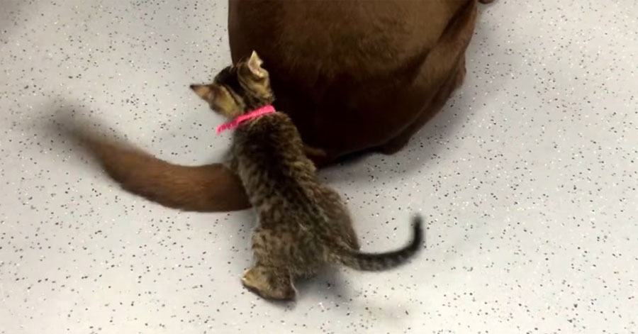 ¡Este gatito piensa que la cola de este perro es el mejor juguete del mundo!