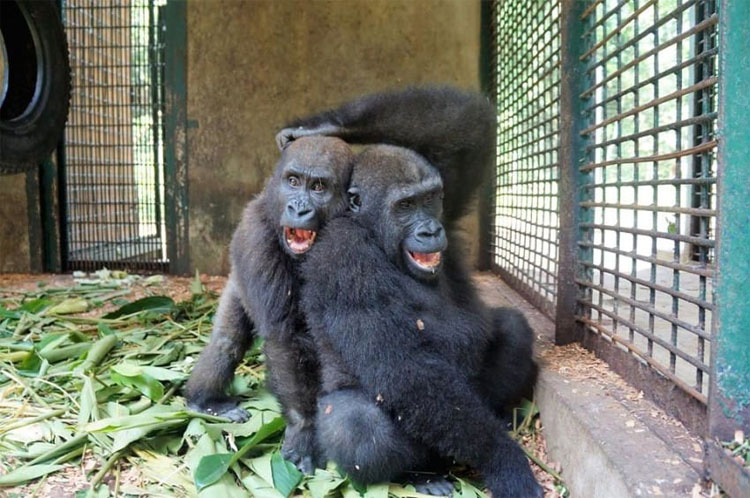 Este gorila huérfano conoce a su nuevo mejor amigo