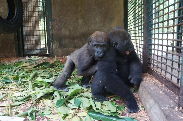 Este gorila huérfano conoce a su nuevo mejor amigo
