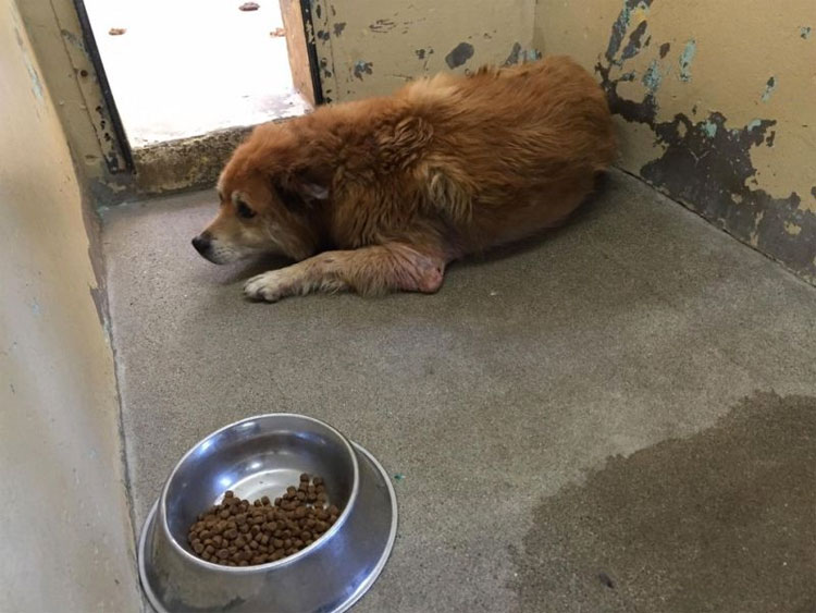 La familia de este perro lo dejó en un refugio. La razón es absolutamente exasperante 2
