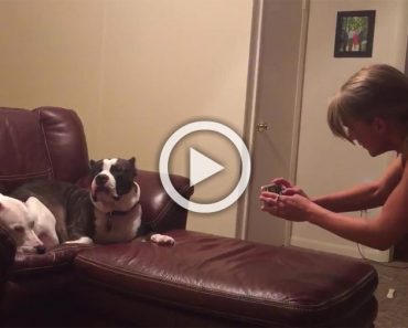 Su dueña quiere hacerle una foto a su perro pero este reacciona de la manera más divertida...