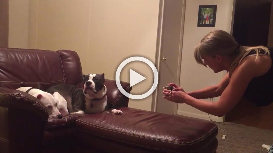 Su dueña quiere hacerle una foto a su perro pero este reacciona de la manera más divertida...