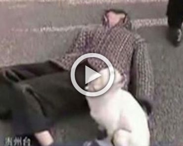 Este hombre se desmayó en medio de la calle. ¿Qué hace su pequeño perro? ¡Extraordinario! 5 Este hombre se desmayó en medio de la calle. ¿Qué hace su pequeño perro? ¡Extraordinario!