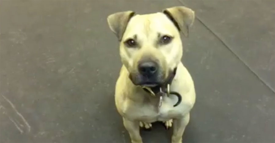 Este Pit Bull que fue rescatado tiene el mejor reacción al comer pizza... ¡Adorablemente divertido!