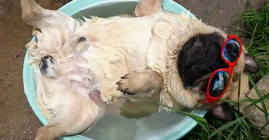 Este pug está feliz roncando al sol. ¿Pero qué pasa cuando se despierta? ¡Divertidísimo!