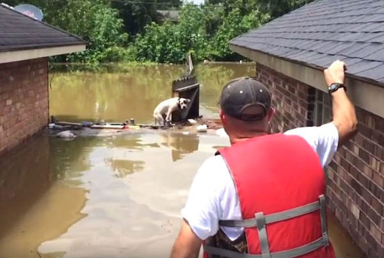 Ven a un pitbull que ha estado en el agua por una inundación durante 16 horas y sucede esto