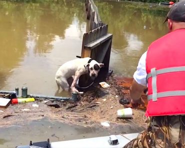 Ven a un pitbull que ha estado en el agua por una inundación durante 16 horas y sucede esto