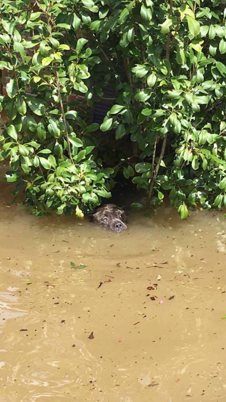 Ven a un pitbull que ha estado en el agua por una inundación durante 16 horas y sucede esto