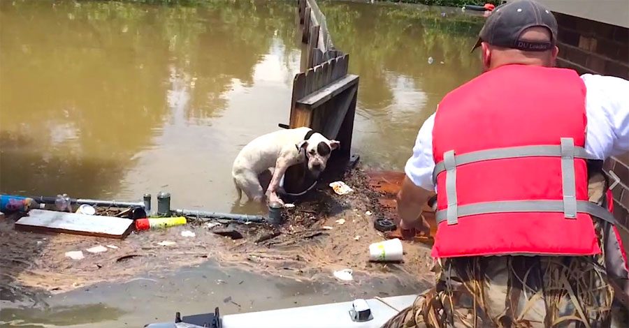 Ven a un pitbull que ha estado en el agua por una inundación durante 16 horas y sucede esto