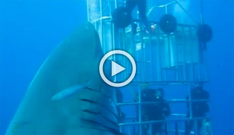 Esta es una grabación de un tiburón de 50 años que es llamado el tiburón más grande jamás filmado