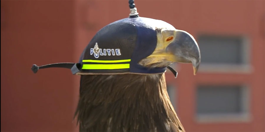 Así es como la policia holandesa hace uso de águilas entrenadas para derribar drones