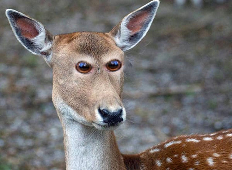 Cómo se verían estos 8 animales si tuvieran los ojos en la parte frontal. Atención al #4