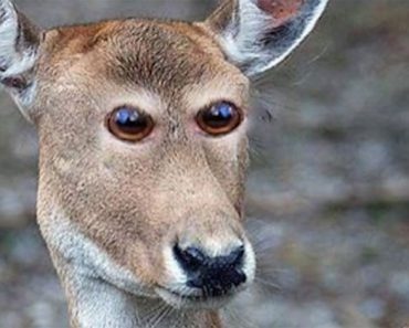 Cómo se verían estos 8 animales si tuvieran los ojos en la parte frontal. Atención al #4