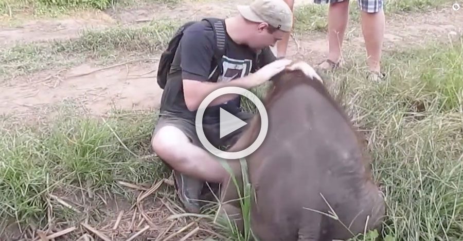 Mira la sorprendente interacción de un bebé elefante y un tipo sin miedo a ser aplastado...